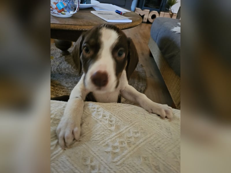 Hund Rüde Welpe Arthur
