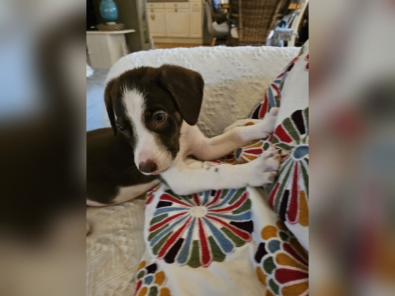 Hund Rüde Welpe Arthur