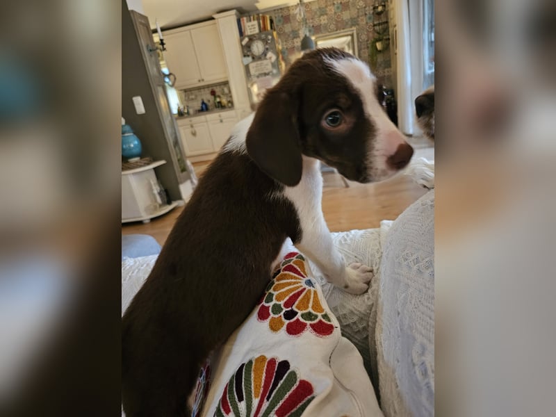 Hund Rüde Welpe Arthur