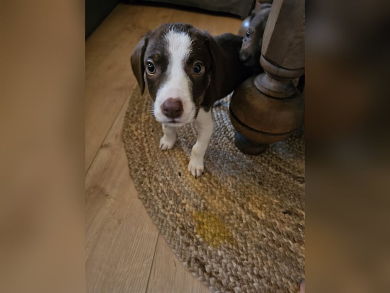 Hund Rüde Welpe Arthur