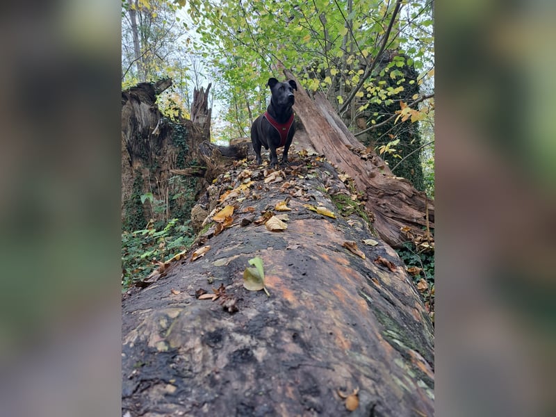 Chuck sucht seine Menschen