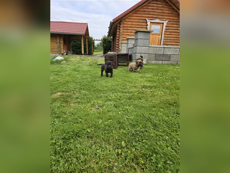 Zauberhafte Hundewelpen (Idealer Mix) suchen ein liebevolles Zuhause!