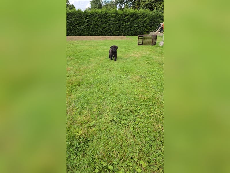 Zauberhafte Hundewelpen (Idealer Mix) suchen ein liebevolles Zuhause!