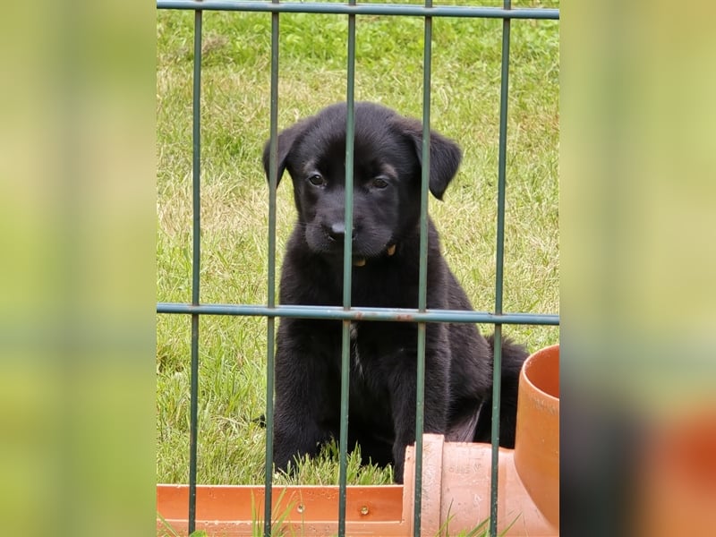 Zauberhafte Hundewelpen (Idealer Mix) suchen ein liebevolles Zuhause!