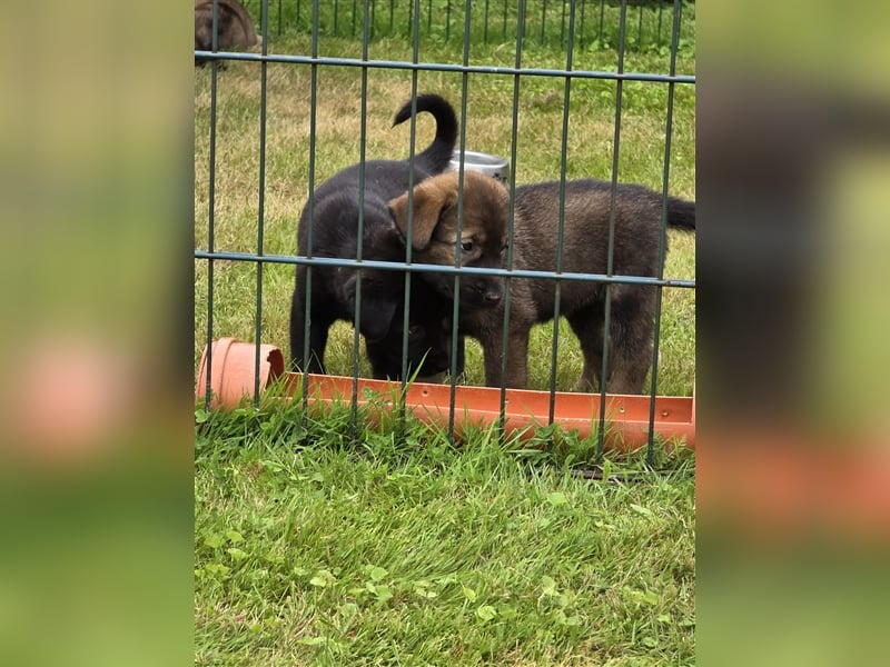 Zauberhafte Hundewelpen (Idealer Mix) suchen ein liebevolles Zuhause!