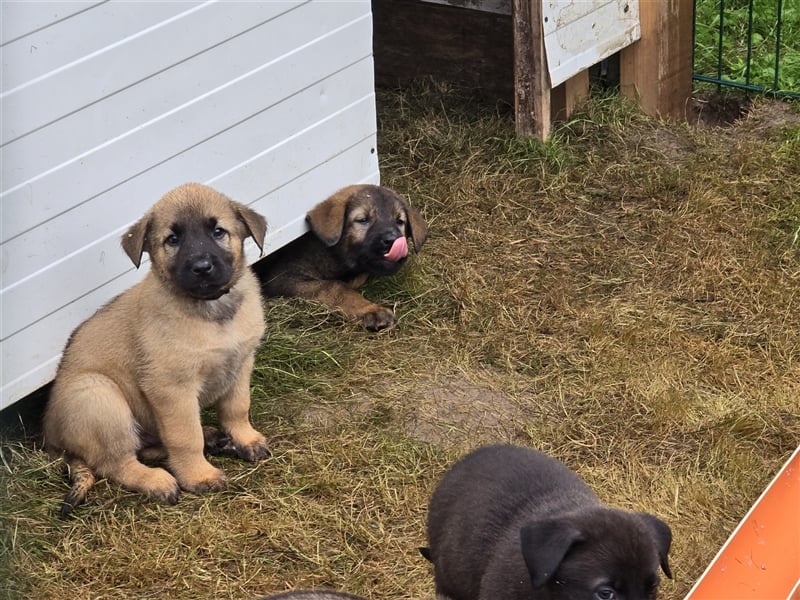 Zauberhafte Hundewelpen (Idealer Mix) suchen ein liebevolles Zuhause!