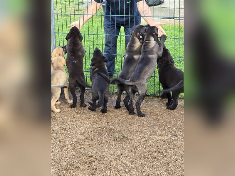 Zauberhafte Hundewelpen (Idealer Mix) suchen ein liebevolles Zuhause!