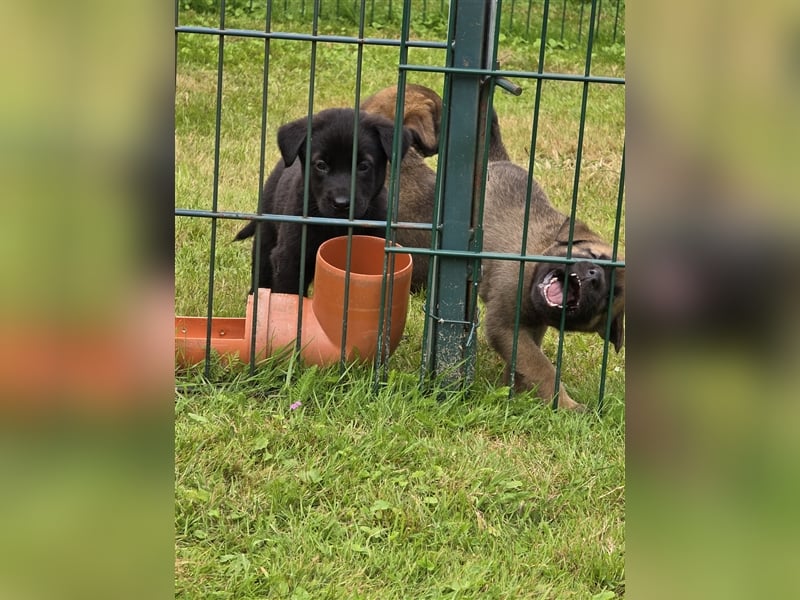 Zauberhafte Hundewelpen (Idealer Mix) suchen ein liebevolles Zuhause!