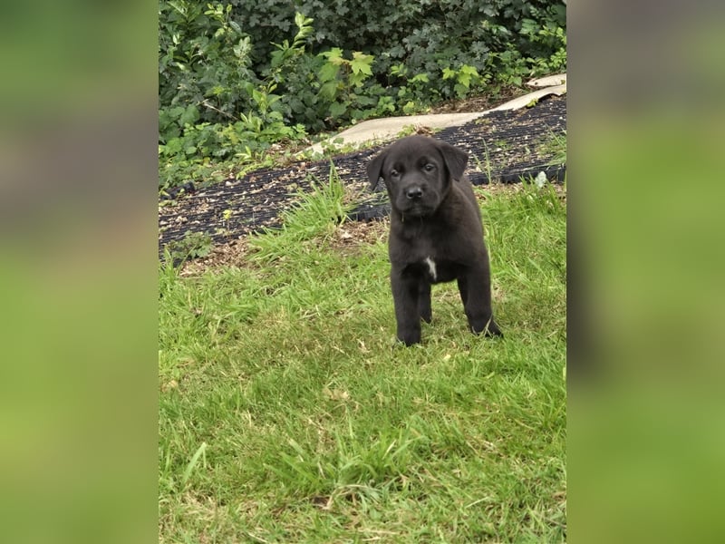 Zauberhafte Hundewelpen (Idealer Mix) suchen ein liebevolles Zuhause!