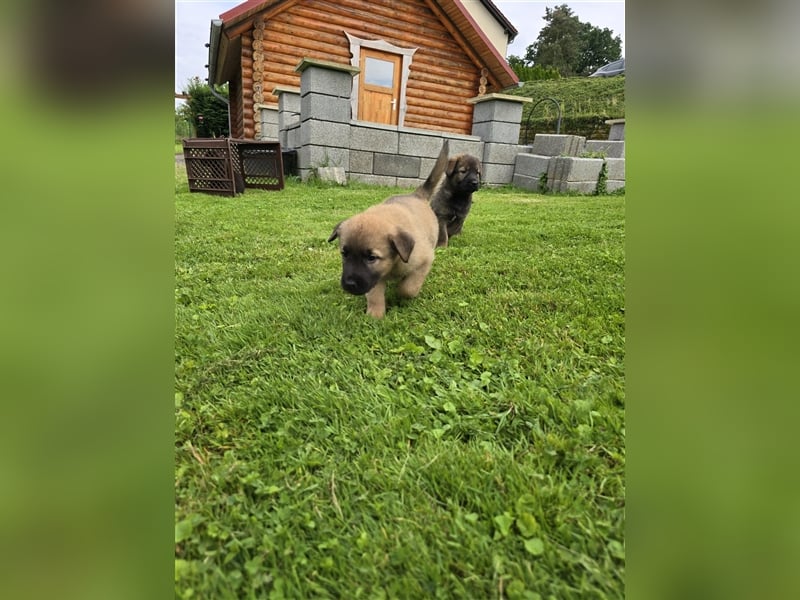 Zauberhafte Hundewelpen (Idealer Mix) suchen ein liebevolles Zuhause!