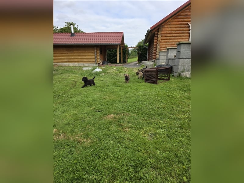 Zauberhafte Hundewelpen (Idealer Mix) suchen ein liebevolles Zuhause!