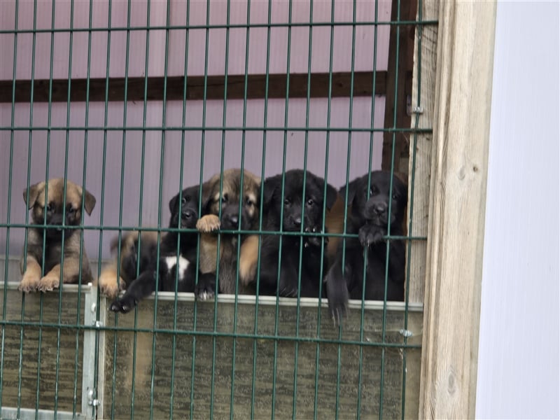 Zauberhafte Hundewelpen (Idealer Mix) suchen ein liebevolles Zuhause!