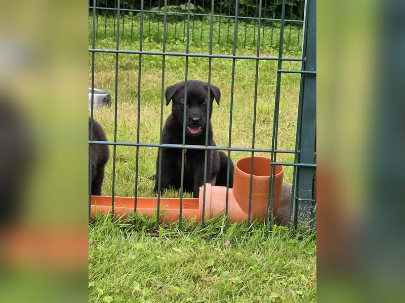 Zauberhafte Hundewelpen (Idealer Mix) suchen ein liebevolles Zuhause!