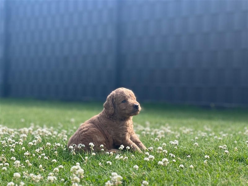 Labradoodle Welpen F2 Mini