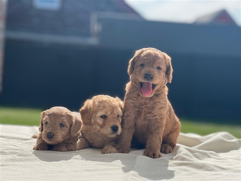 Labradoodle Welpen F2 Mini