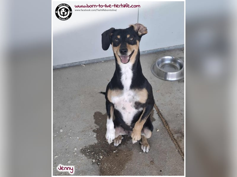 Hübsche Jenny sucht ein Zuhause für immer