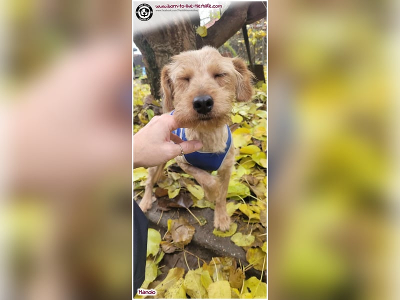 Bildhübscher Manolo sucht ein Zuhause