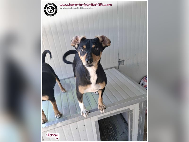 Hübsche Jenny sucht ein Zuhause für immer