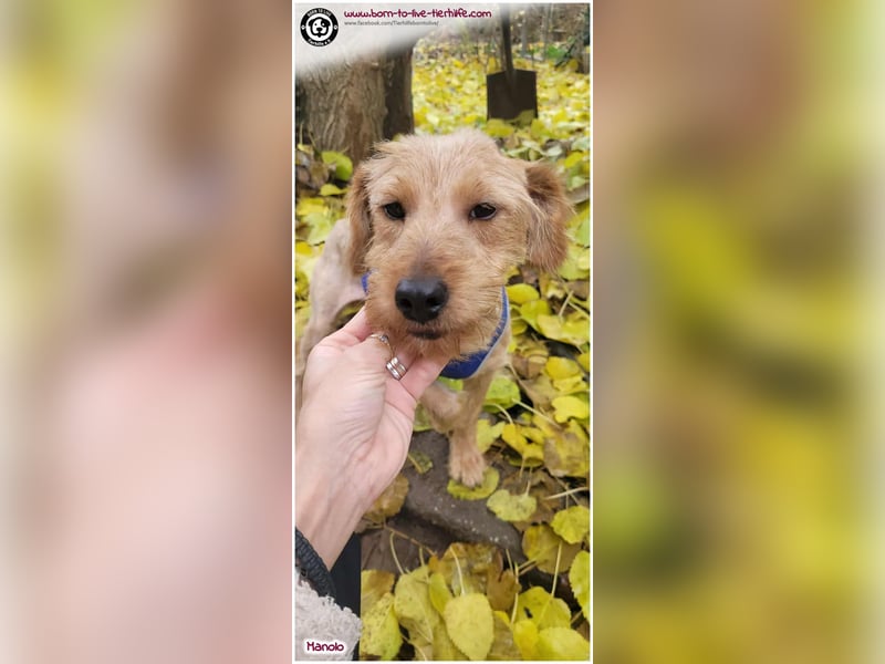 Bildhübscher Manolo sucht ein Zuhause