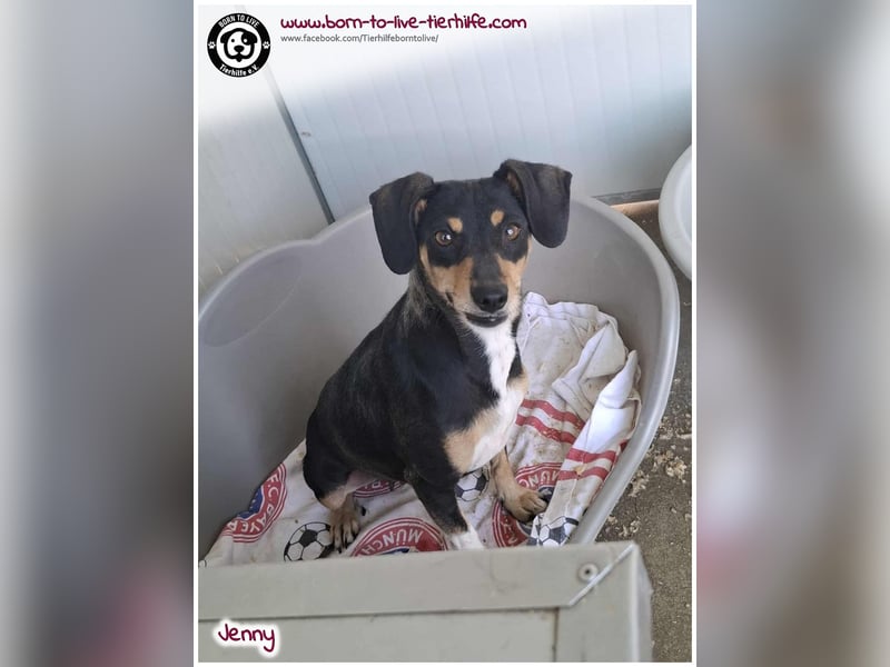 Hübsche Jenny sucht ein Zuhause für immer