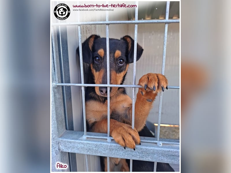 Süßer, kleiner AIKO auf der Suche nach einem warmen Körbchen