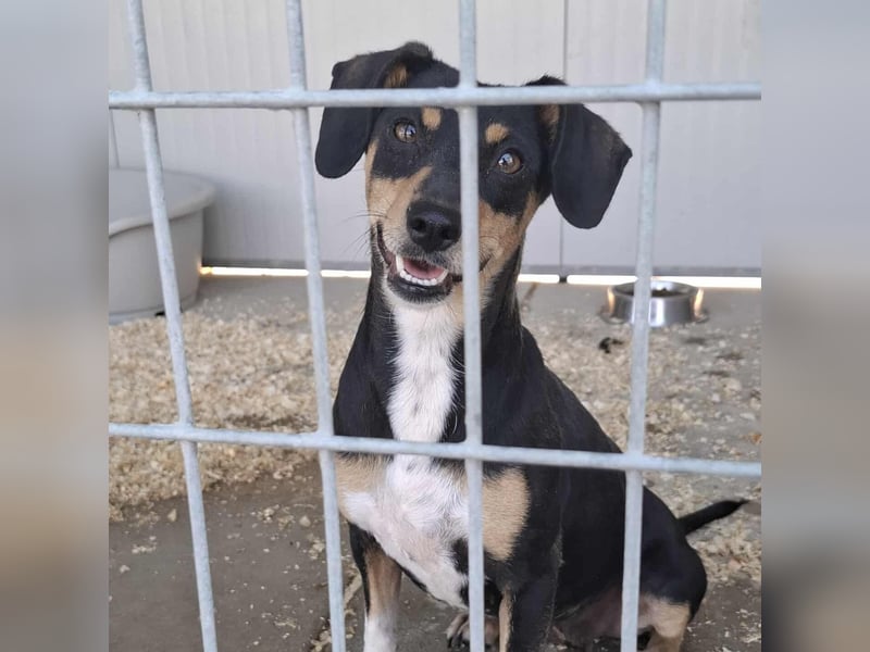 Hübsche Jenny sucht ein Zuhause für immer