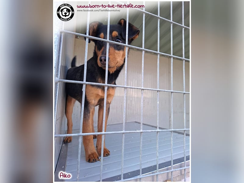 Süßer, kleiner AIKO auf der Suche nach einem warmen Körbchen