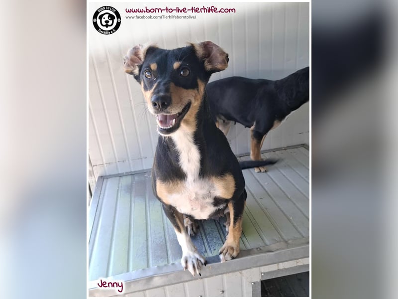 Hübsche Jenny sucht ein Zuhause für immer