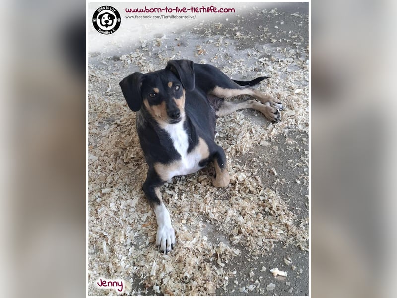 Hübsche Jenny sucht ein Zuhause für immer