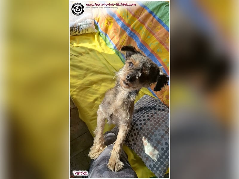 Süsser Patrick sucht ein Körbchen