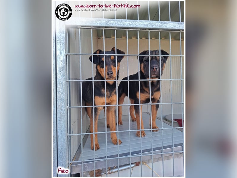 Süßer, kleiner AIKO auf der Suche nach einem warmen Körbchen