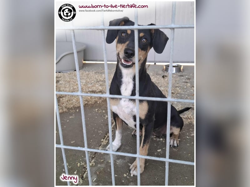 Hübsche Jenny sucht ein Zuhause für immer