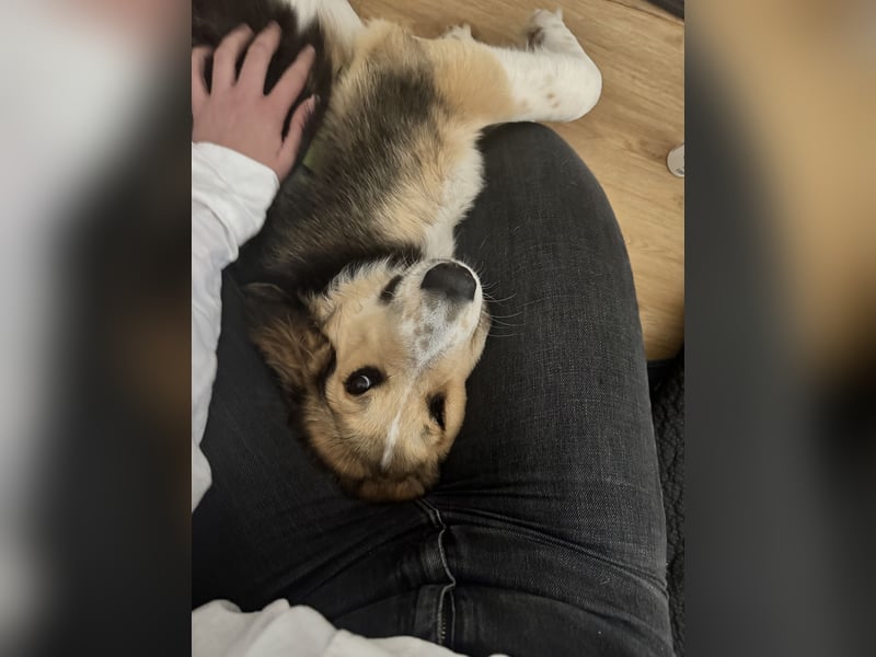 Toller Hunghund aus Griechenland sucht ein neues Zuhause