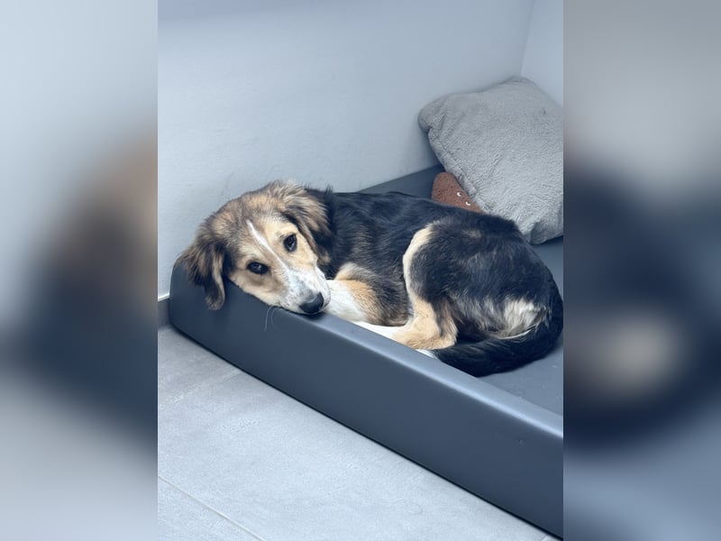 Toller Hunghund aus Griechenland sucht ein neues Zuhause