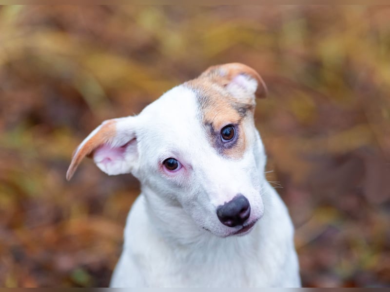 Aufgeschlossener Lord sucht aufgeschlossene Menschen