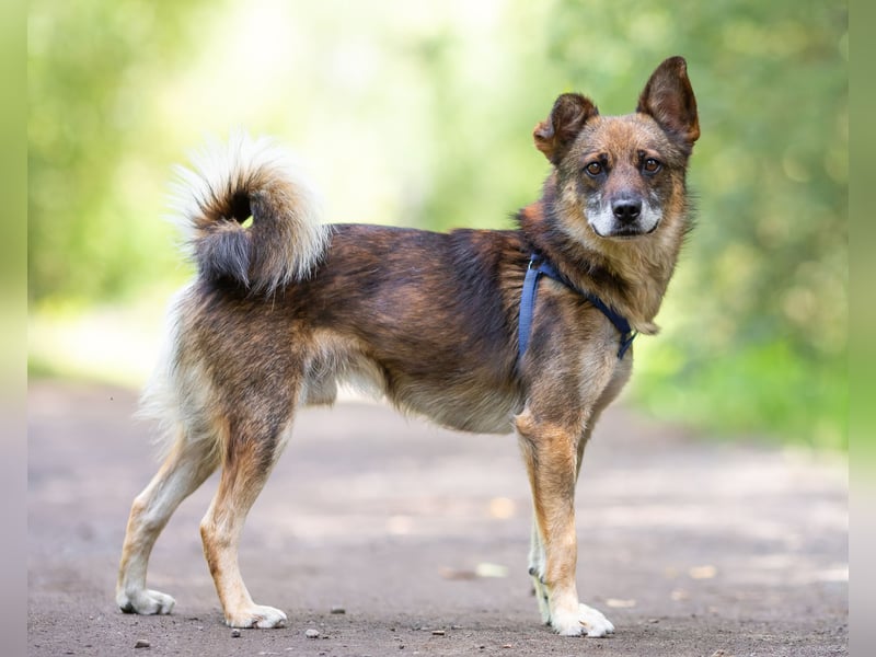 Kleiner Familienhund Patrick sucht ein Zuhause.
