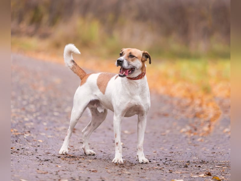 Shonny .. Wer gibt ihm sein für immer zu hause