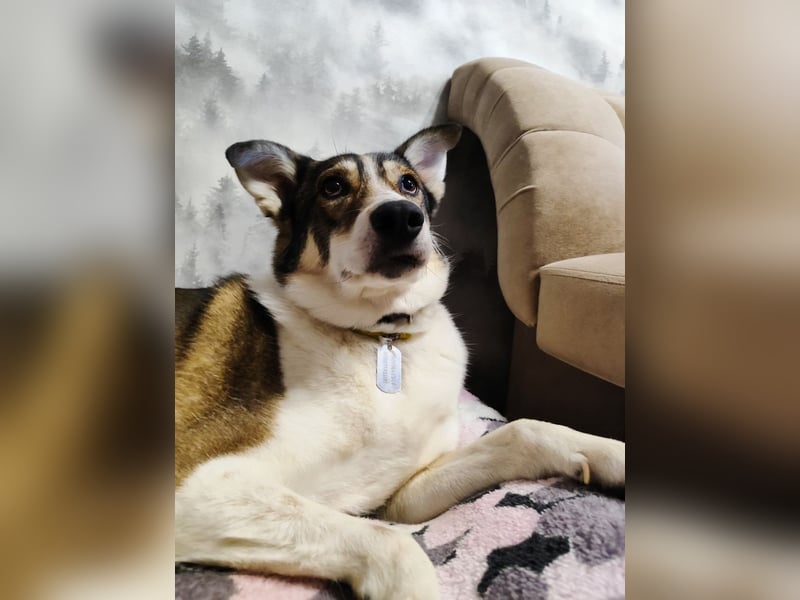 Traum zuhause für Choppy gesucht