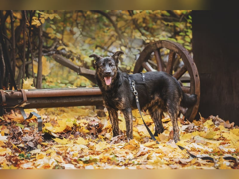 Fröhlicher Ozzy sucht Traum zuhause