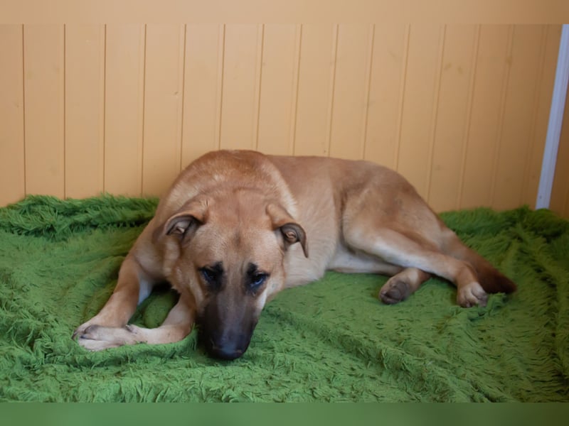 Junge hübsche Leia sucht Familie