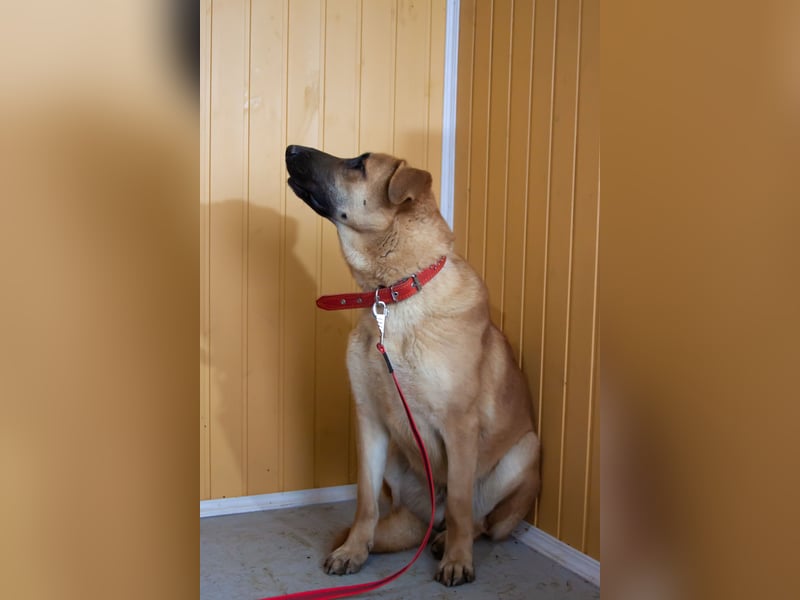 Junge hübsche Leia sucht Familie