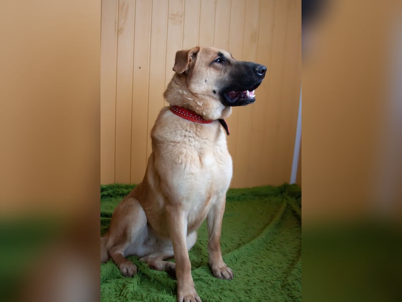 Junge hübsche Leia sucht Familie