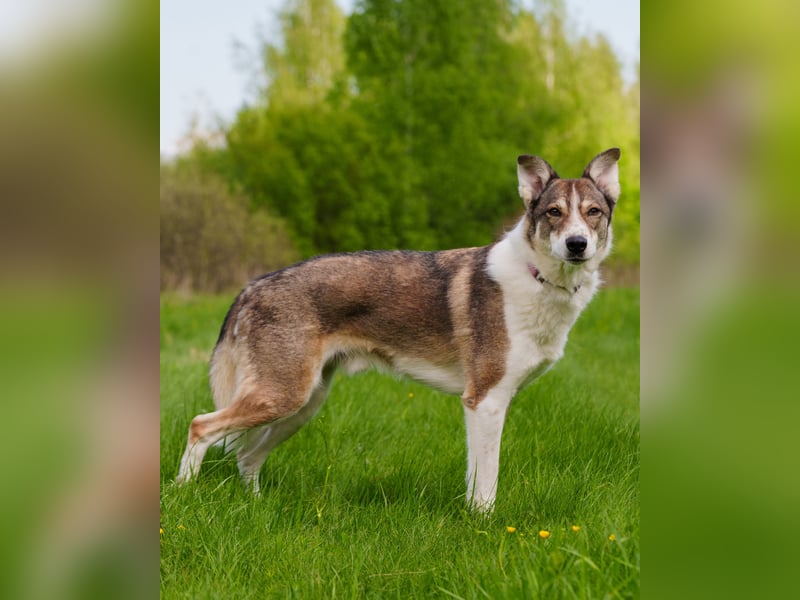 Traum zuhause für Choppy gesucht