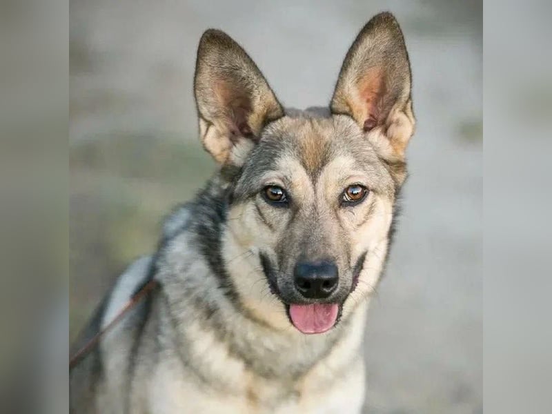 Aktive Bulochka sucht aktive Menschen