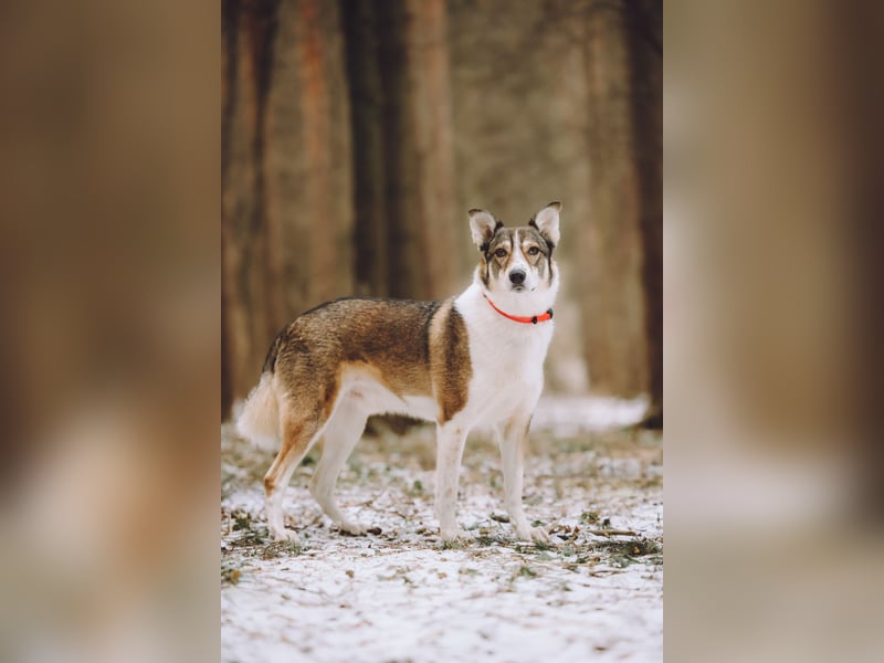 Traum zuhause für Choppy gesucht