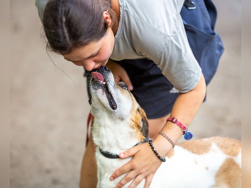 Shonny .. Wer gibt ihm sein für immer zu hause