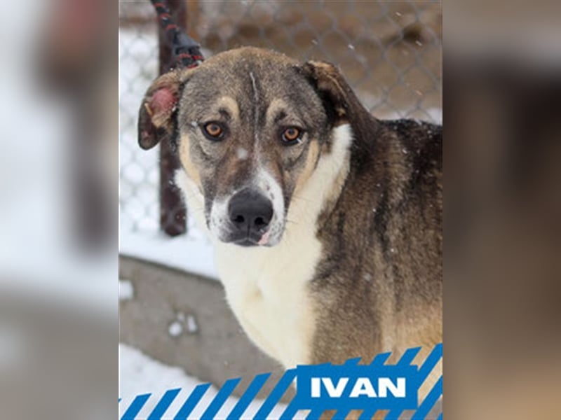 Ivan
