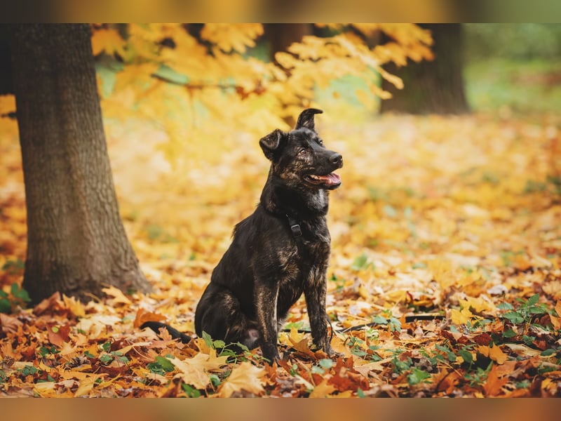 Fröhlicher Ozzy sucht Traum zuhause