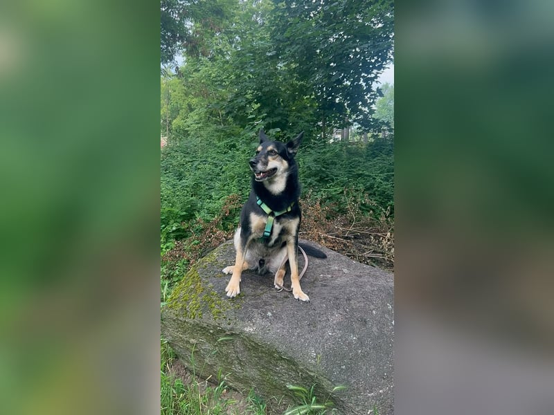 Cheiz sucht nochmal sein Glück Ort: 16303 Schwedt