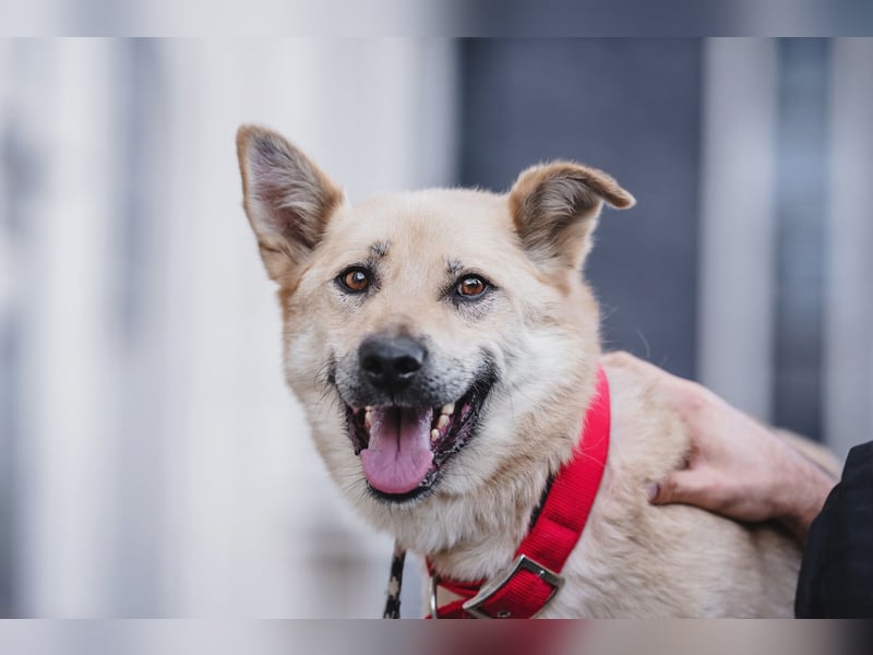 Skye treue seele sucht ....